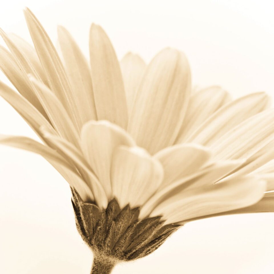 In Memory